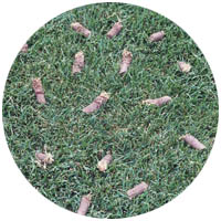 New Prague turfgrass aeration and seeding