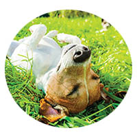 New Prague flea and tick control