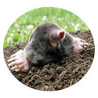 New Prague mole & grub control