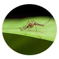 New Prague mosquito control