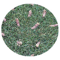 New Prague spring touch aeration and seeding