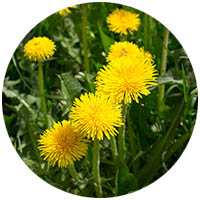 New Prague grass weed control